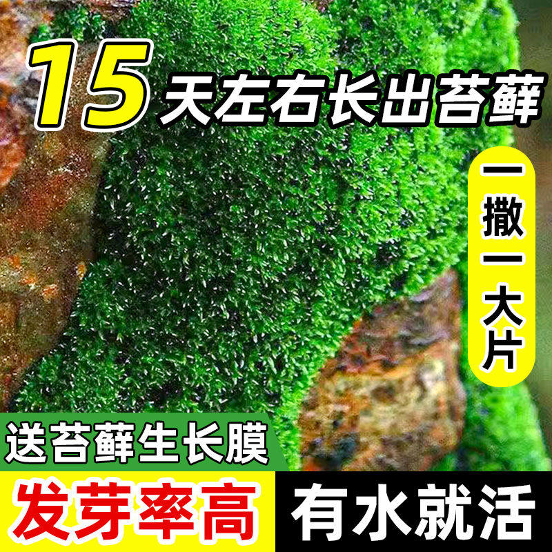 苔藓孢子粉四季鲜活青苔绿植短绒吸水石种子微景观盆景造假山
