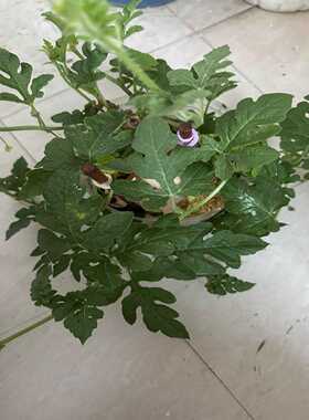 基恩士KEYENCE触摸屏VT5-W07询价