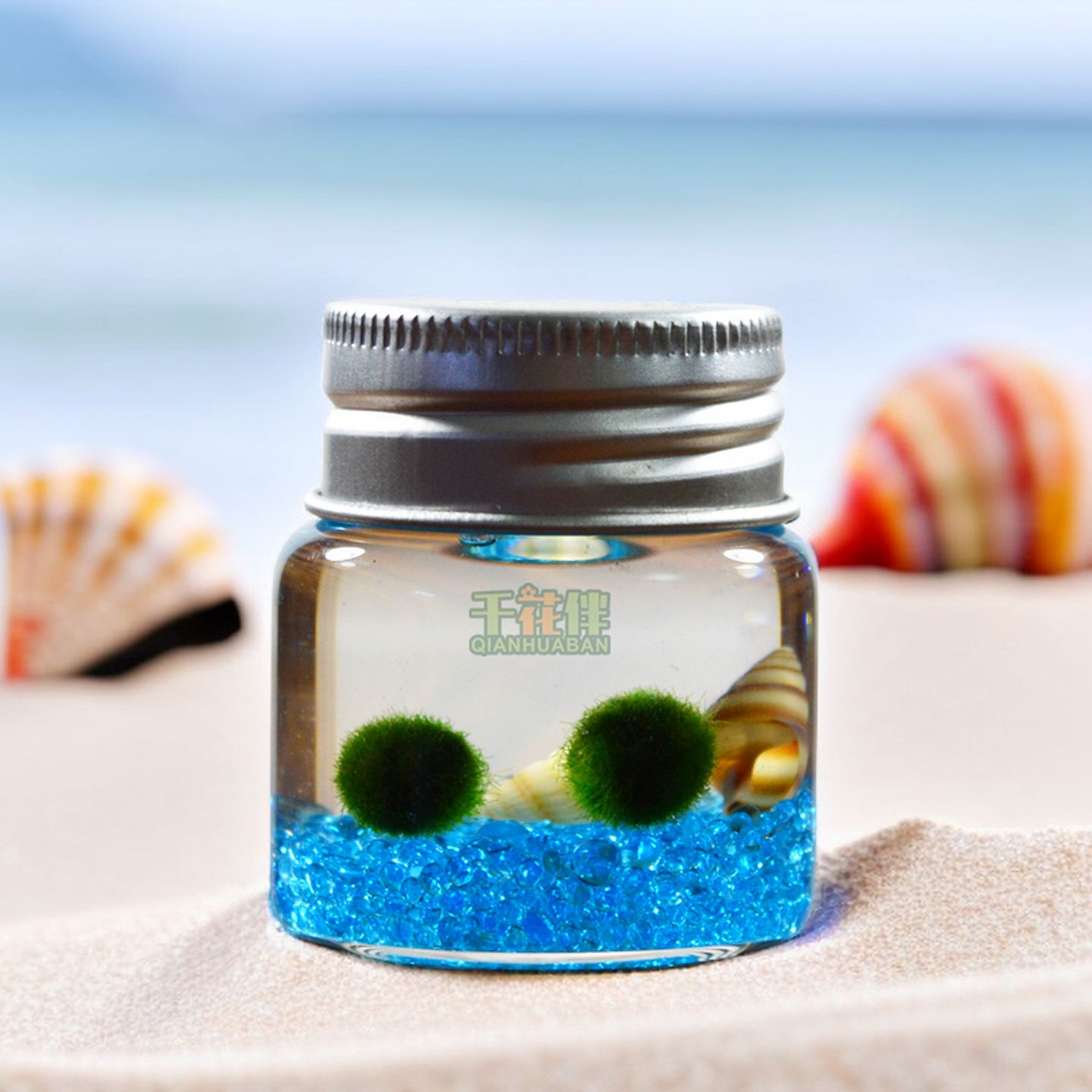 MARIMO幸福海藻球生态瓶玻璃微景观水培植物创意礼物桌面迷你盆栽