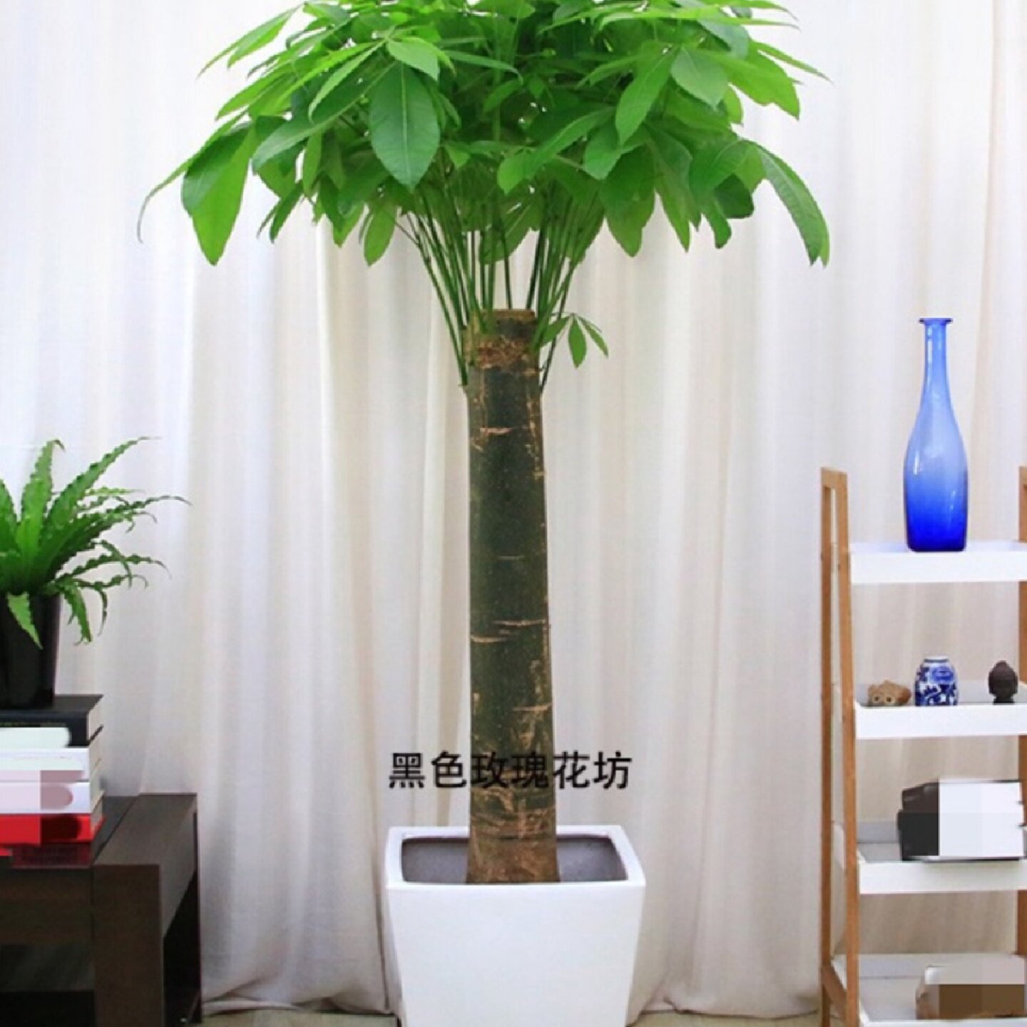 深圳同城单杆发财树盆栽客厅大颗型树桩植物绿植办公室开业乔迁送
