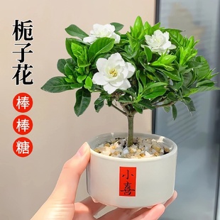 开花懒人好养花卉 独杆棒棒糖栀子花带花苞室内桌面小盆栽摆件四季