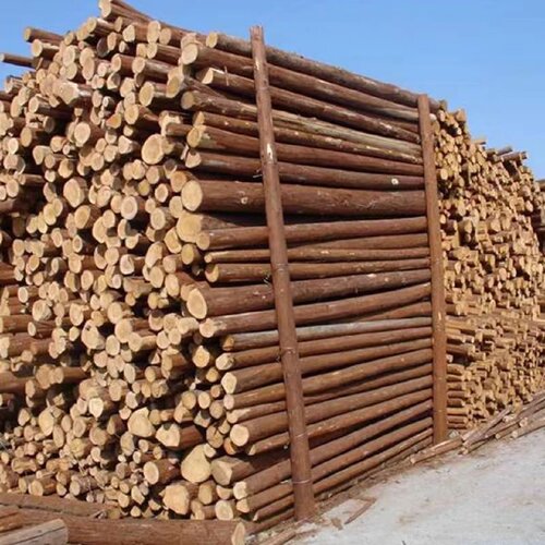 广东湛江河道打桩木松木桩杉木户外护岸原木绿化支撑杆防汛木桩