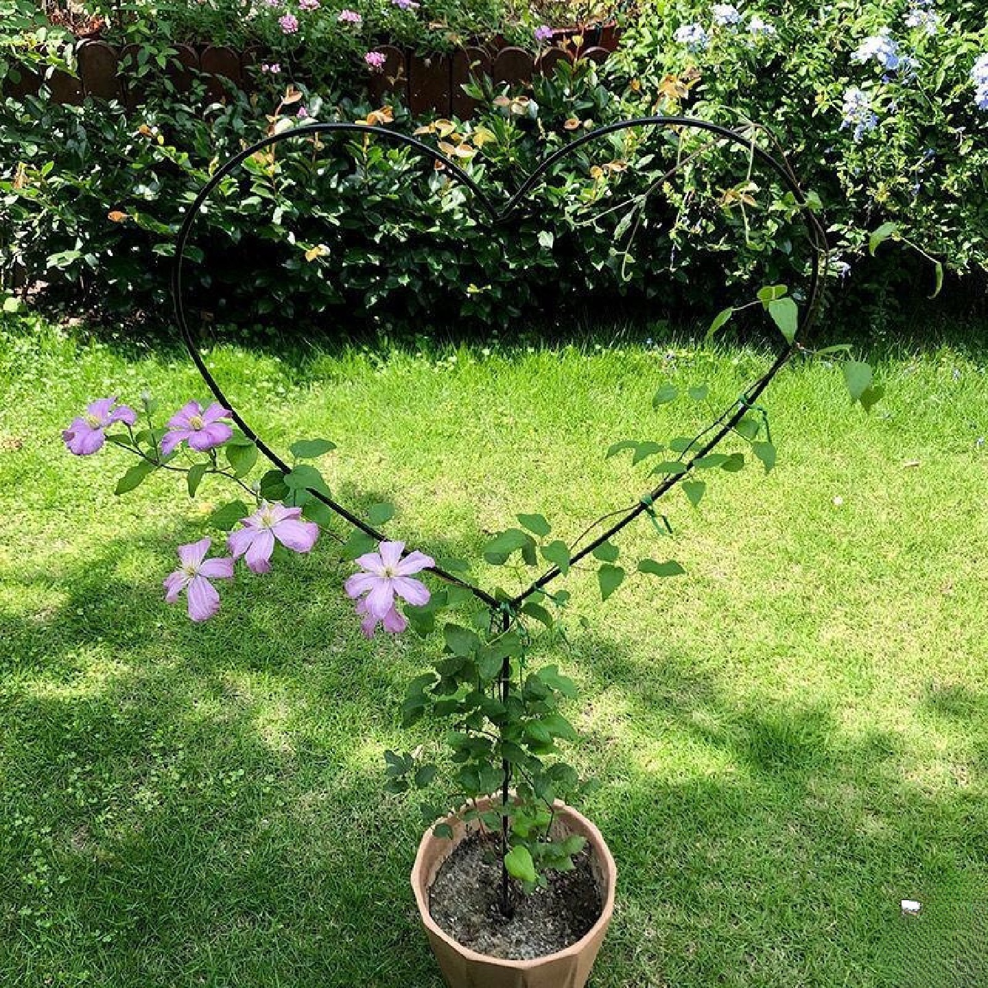心形花架爬藤架铁线莲蓝雪花茉莉棒棒糖造型园艺固定花盆支架厂家