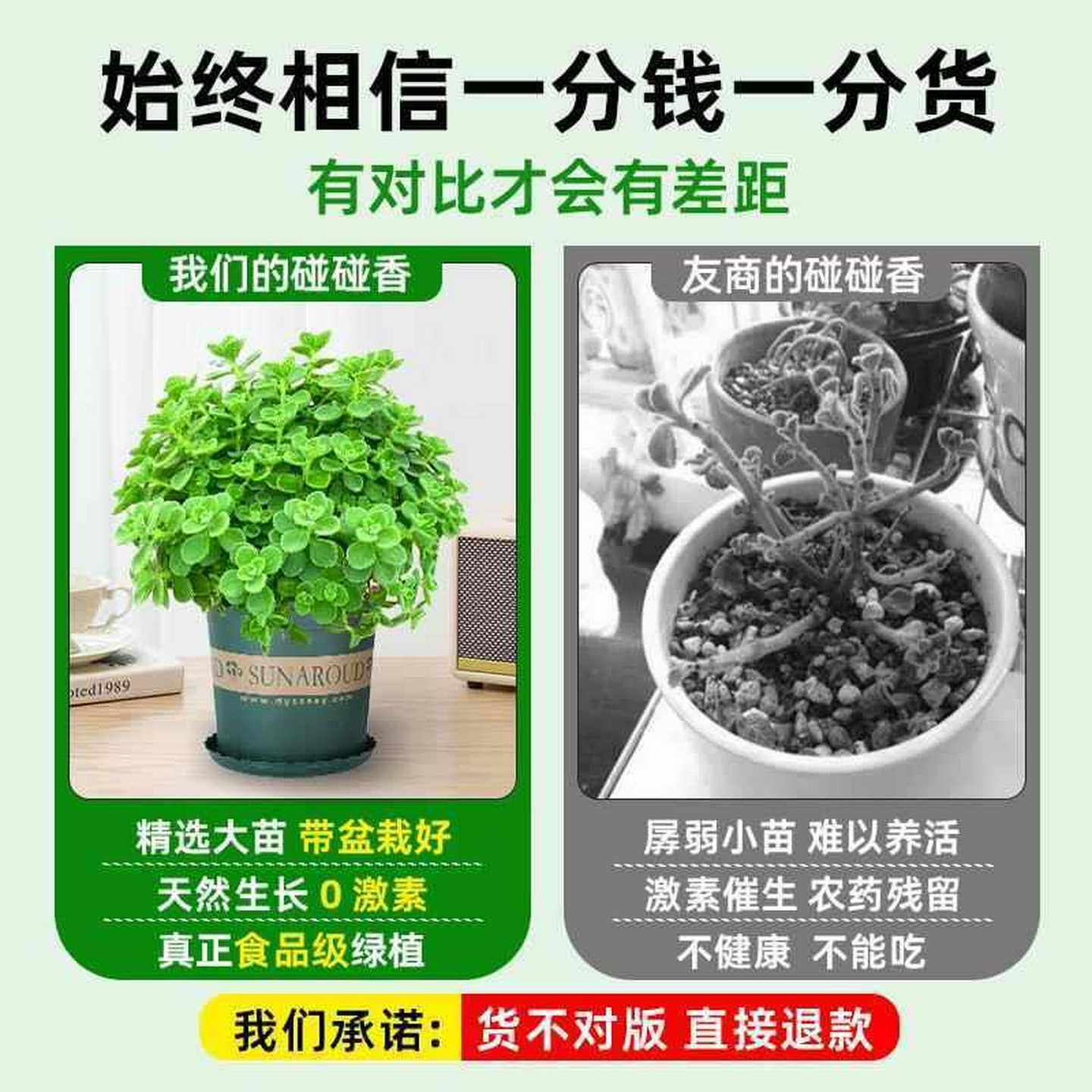大盆碰碰香盆栽室内驱蚊提神绿植多肉植物花卉盆栽净化空气一抹香