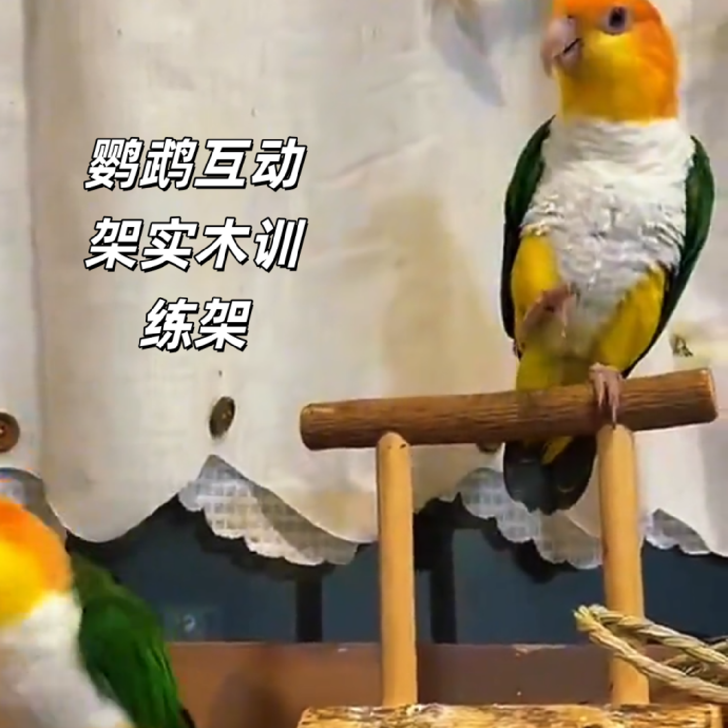 鹦鹉花椒木站杆玄风站架实木互动落地游乐场活动训练牡丹虎皮桌面,宠物/宠物食品及用品,鸟禽其他,淘宝优惠券,粉丝福利购,淘宝优惠卷