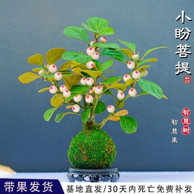 小盼菩提树苔藓球带果子室内可水培智慧小果树禅意桌面盆栽绿