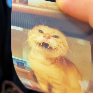耄耋小猫光栅卡变换搞怪可爱哈基咪曼波小卡鬼畜抽象礼物送朋友