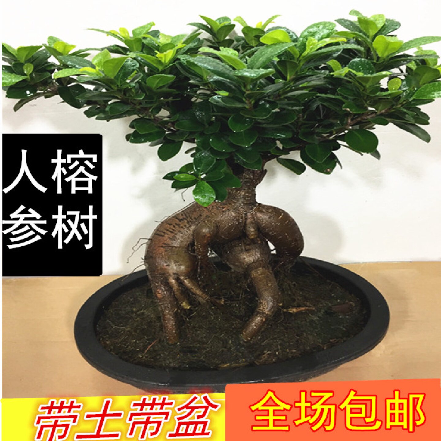 榕树树桩盆景植物室内桌面盆栽人参榕小叶榕四季常青地瓜榕易养