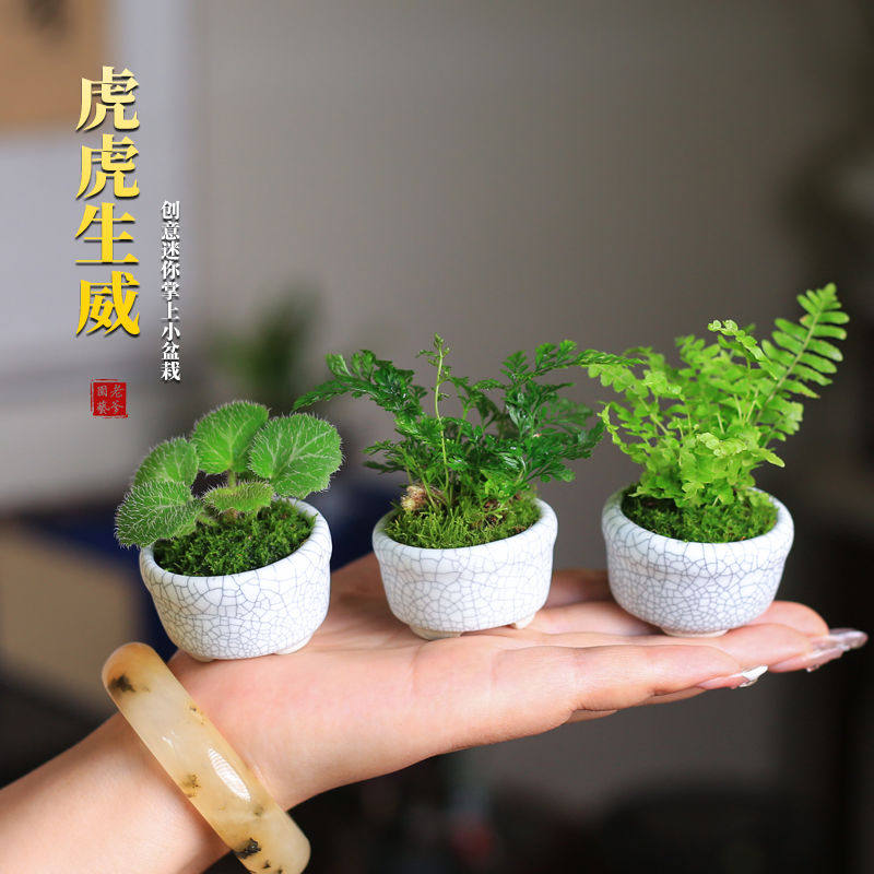 苔藓微景观室内蕨类植物超迷你小盆栽桌面绿植摆件办公室狼尾蕨