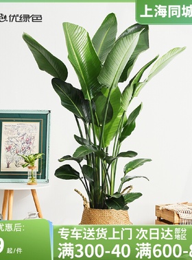 ulvse优绿色天堂鸟鹤望兰大型盆栽绿植办公室客厅花卉室内大植物