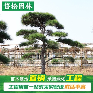 6米黑松赤松现货供应斜飘式 造型景松山东泰安基地直发2 造型松