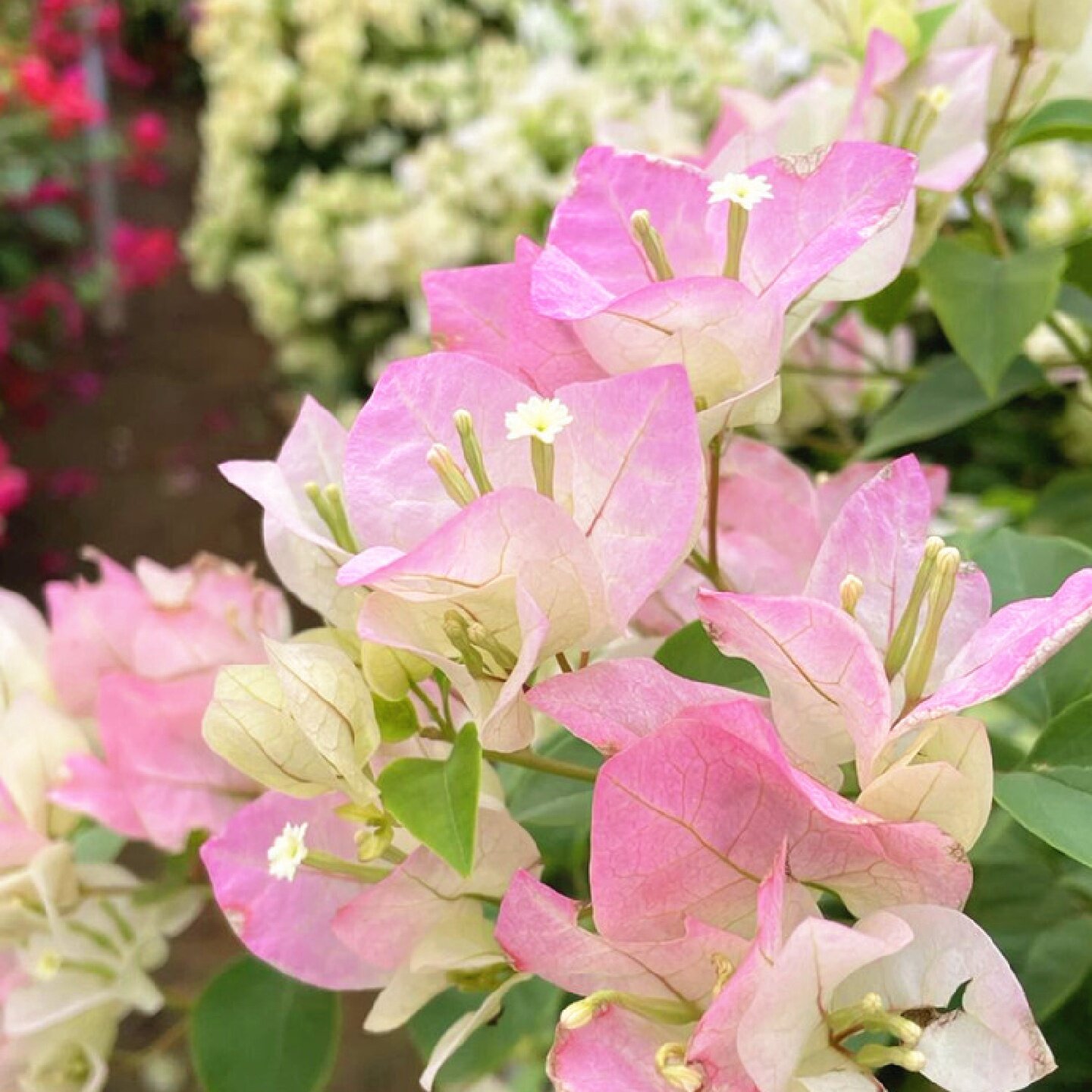 三角梅盆栽带花绿樱漳红樱树苗老桩重瓣阳台别墅耐热开花木本多色