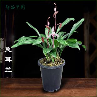 兰花兔耳兰盆栽带花苞下坡阳台庭院趣味盆栽盆景新鲜兰草家用绿植