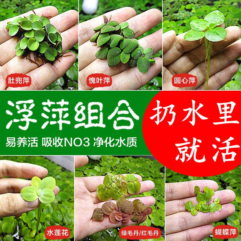 鱼缸浮萍水草土活体水培植物净化水质圆心萍水族箱养鱼养龟
