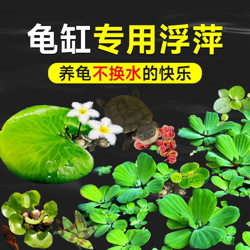 鱼缸浮萍水草活体水培植物浮性净化水质微景观水族箱懒人水草