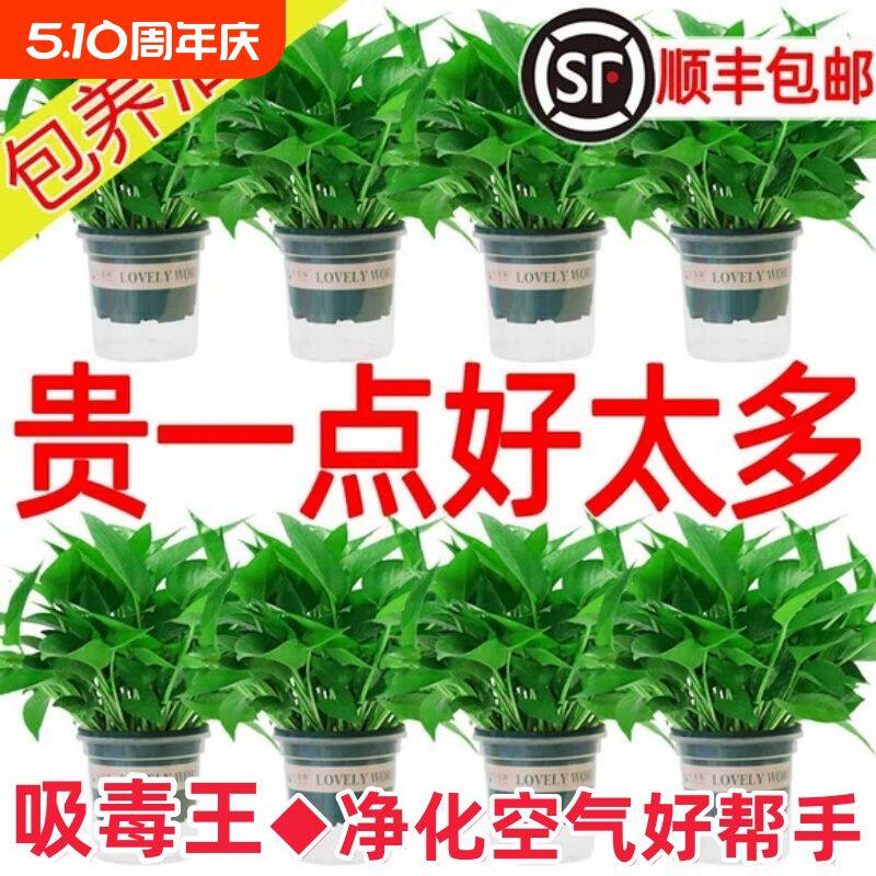 绿萝盆栽室内植物花卉绿植水培长藤垂吊大叶绿箩新房家用吸除