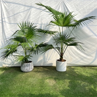 长青大型观叶好养活葵树 耐寒蒲葵植物棕榈科树扇叶室内外绿植四季