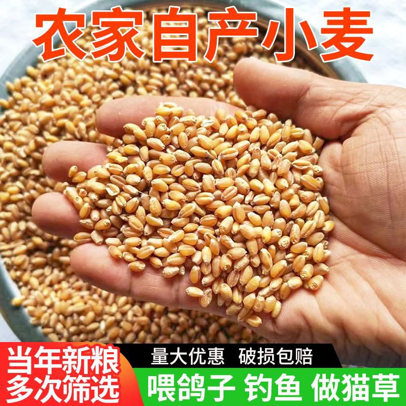 新小麦粒带皮小麦酿酒发芽猫草磨面食用做麦芽糖喂鸽子喂鸡鸭