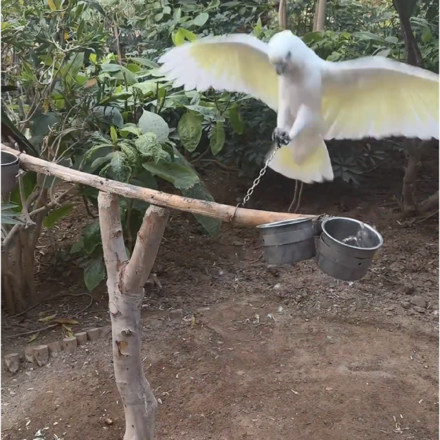 鹦鹉食杯碗不锈钢玄凤牡丹喂食盒器水托夹子槽鸟笼配件站架中大型,宠物/宠物食品及用品,鸟禽喂食器/喂水器,淘宝优惠券,粉丝福利购,淘宝优惠卷