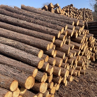 广东汕尾杉木桩河道打桩木绿化支撑杆落叶松油松户外带皮原木桩