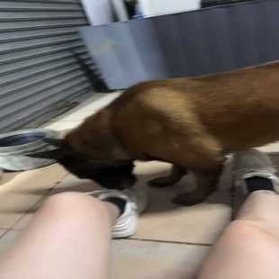 纯种自家马犬没有精力照顾、两岁半--议价商品