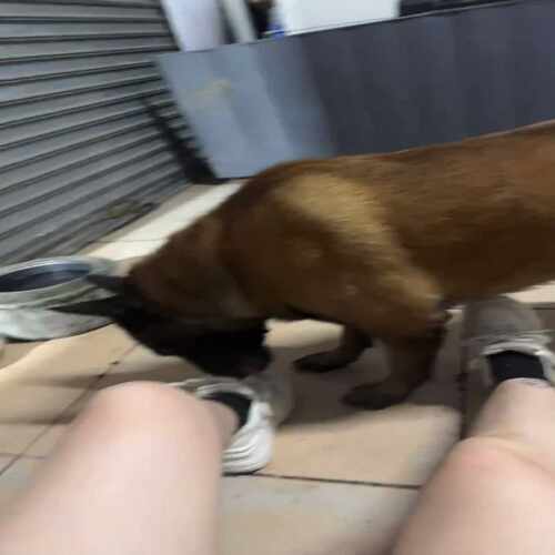 纯种自家马犬没有精力照顾、两岁半--议价商品