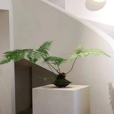 蕨类水培植物麟毛蕨老桩绿植室内盆景客厅小盆栽禅意风吧台摆件