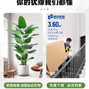 饰树假王金 天堂鸟绿植轻奢仿生花客厅大型室内盆栽摆件装