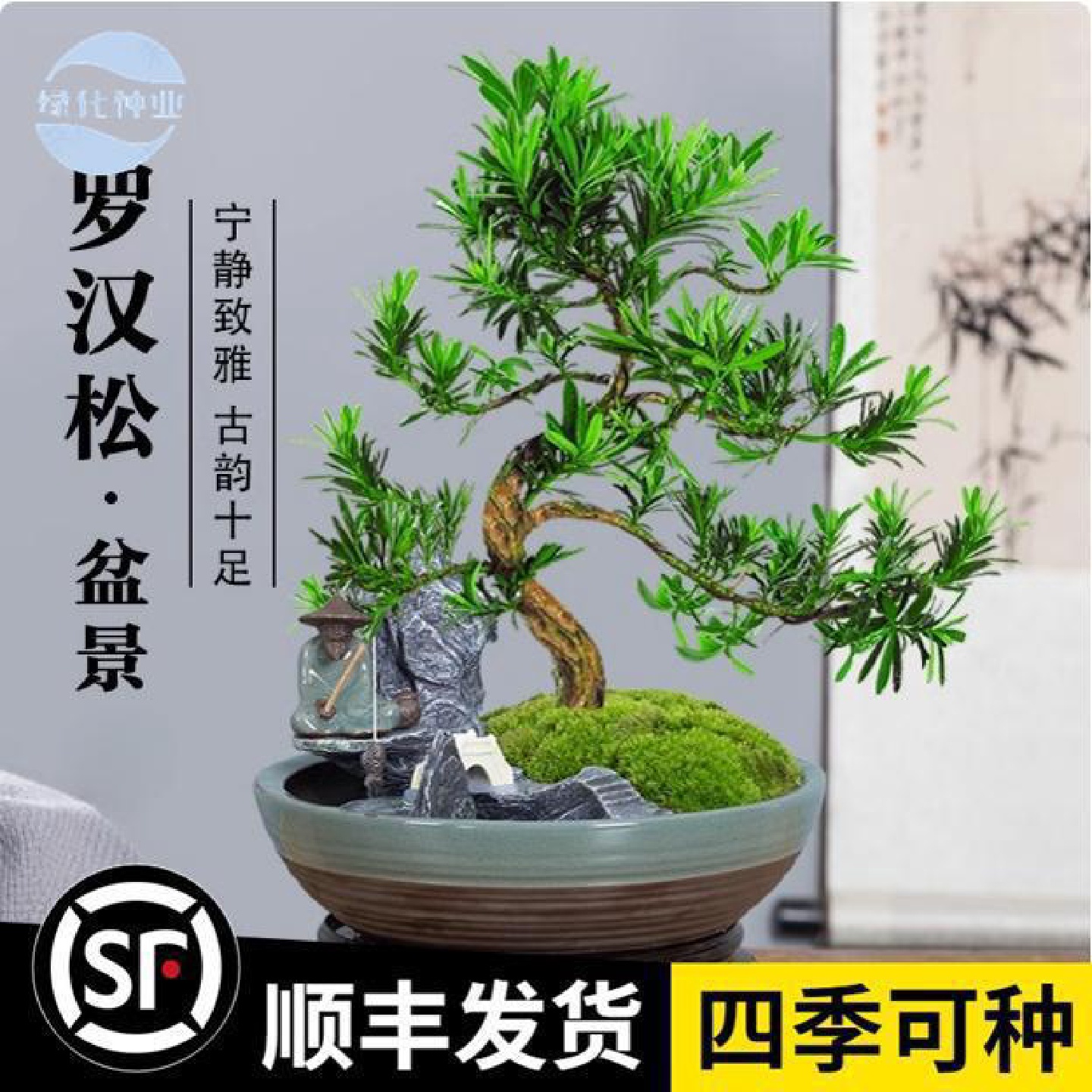 罗汉松盆景造型树迎客松真树植物室内盆栽桌面发财树绿植好养雀舌
