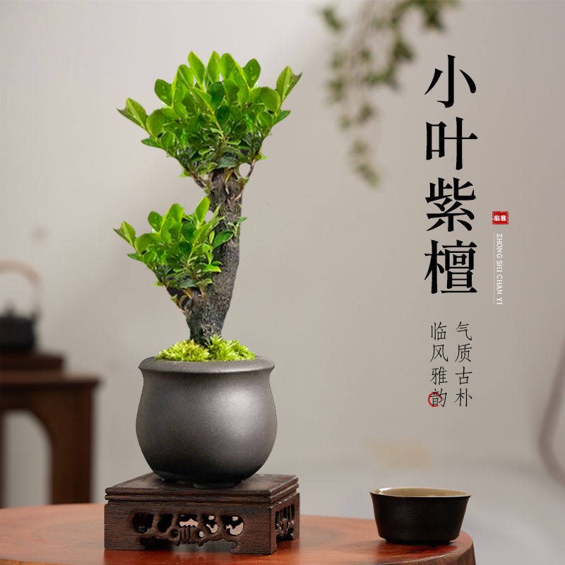 小叶紫檀盆景绿植树苗盆栽办公室内客厅桌面老桩植物四季好养