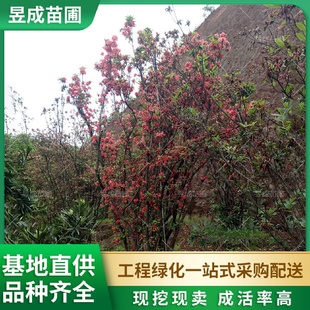 常青绿化花卉植物映山红树 映山红花树别墅庭院园林道路栽种四季