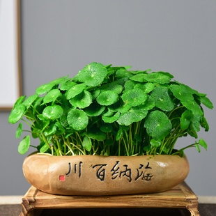 好养客厅室内绿植 铜钱草10寸水培植物金钱大叶子水养盆栽创意四季