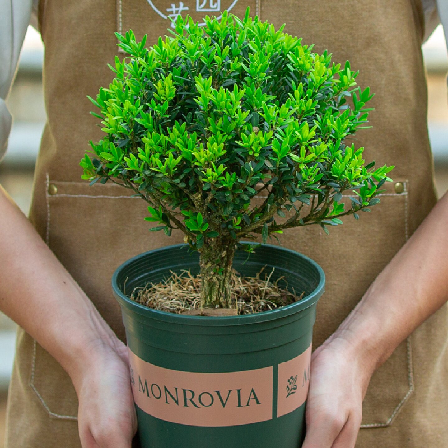 黄杨盆景中式树苗老桩室外室内阳台盆栽植物造型绿植名贵小叶雀舌