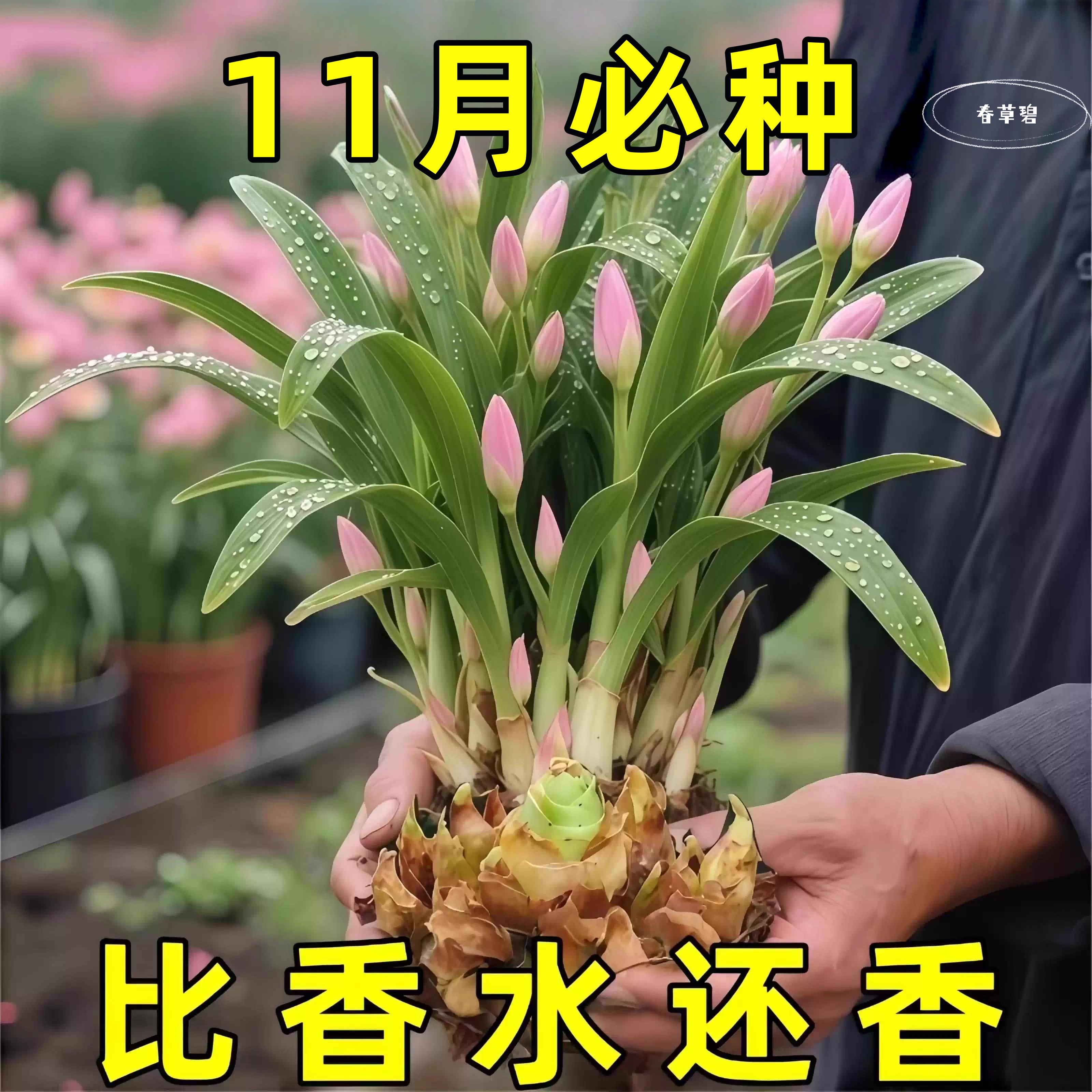 重瓣香水晚香玉种球大花浓香四季花卉耐寒盆地栽绿植懒人养不死花