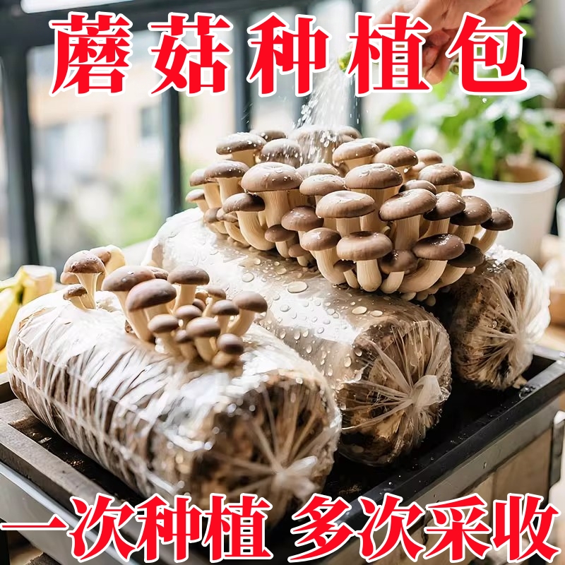 平菇新鲜菌种包菌菇家庭室内阳台种植包四级菌种家种食用蘑菇菌包
