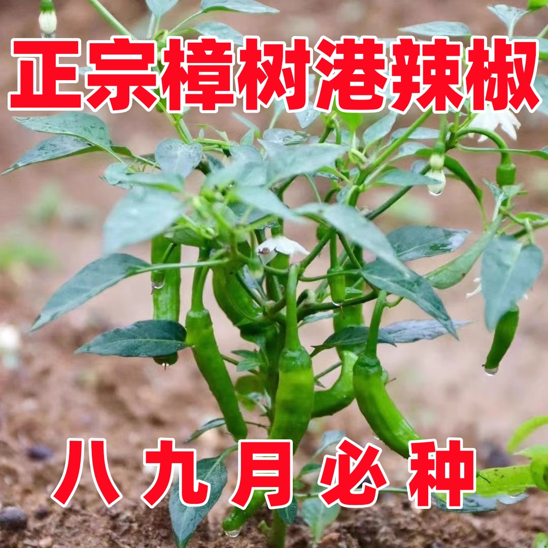 樟树港辣椒种子苗四季原装辣椒种子樟树港椒种籽软皮微辣蔬菜种子