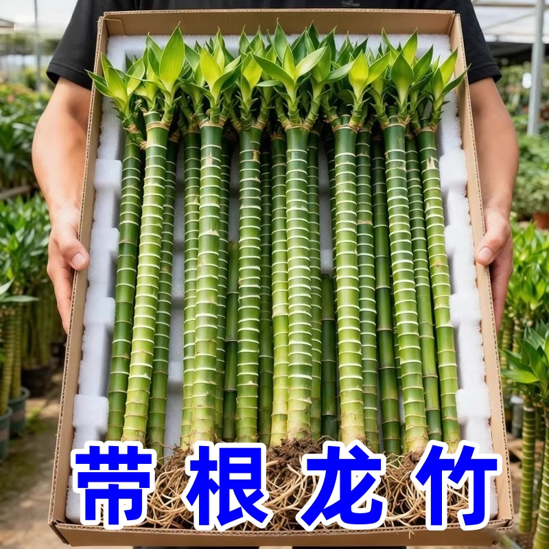 带根文昌竹龙竹水养书房富贵竹观音竹水培绿植室内客厅植物盆栽
