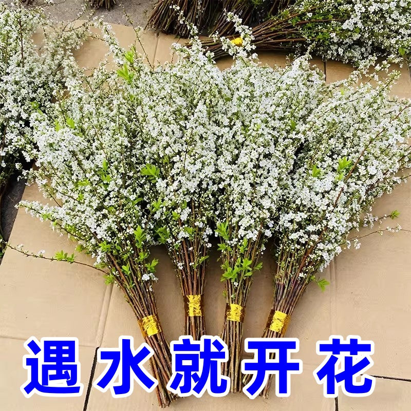 雪柳鲜枝干枝支盆栽喷雪插花卉水培植物室内好养绿植枯木逢春龙柳