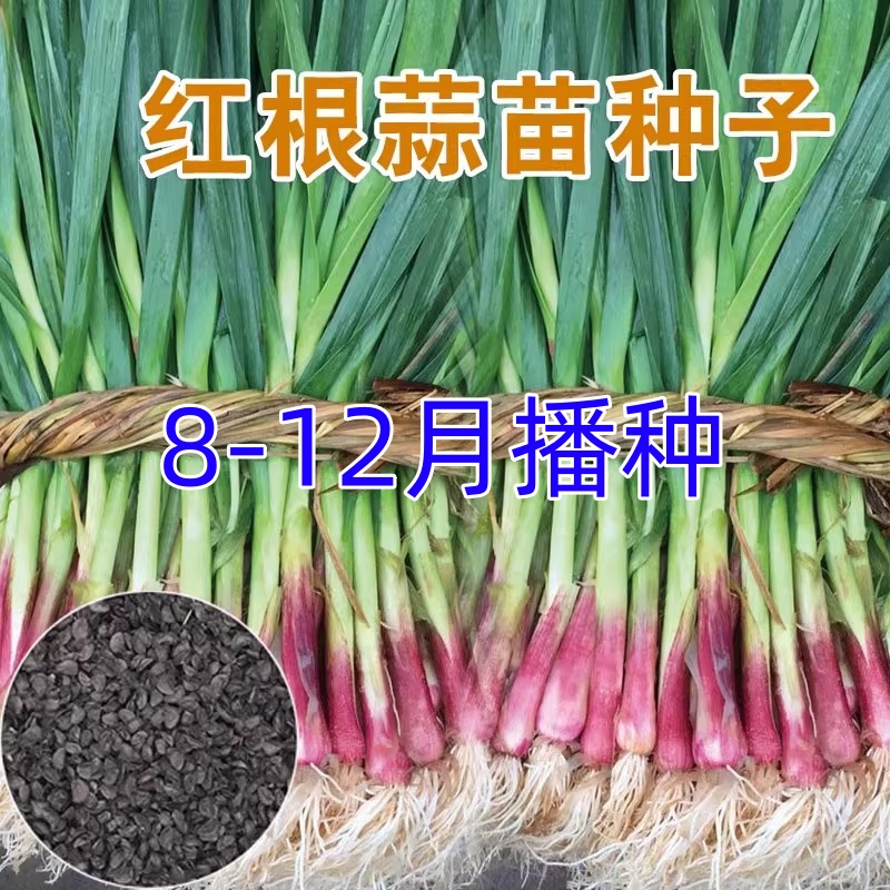 四季红根蒜苗种子红头葱葱籽葱头葱种籽四季农家室内菜蔬菜种子孑