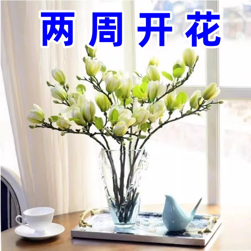 水培栀子花玉兰花卉浓香室内水培植物办公室绿植新品好养