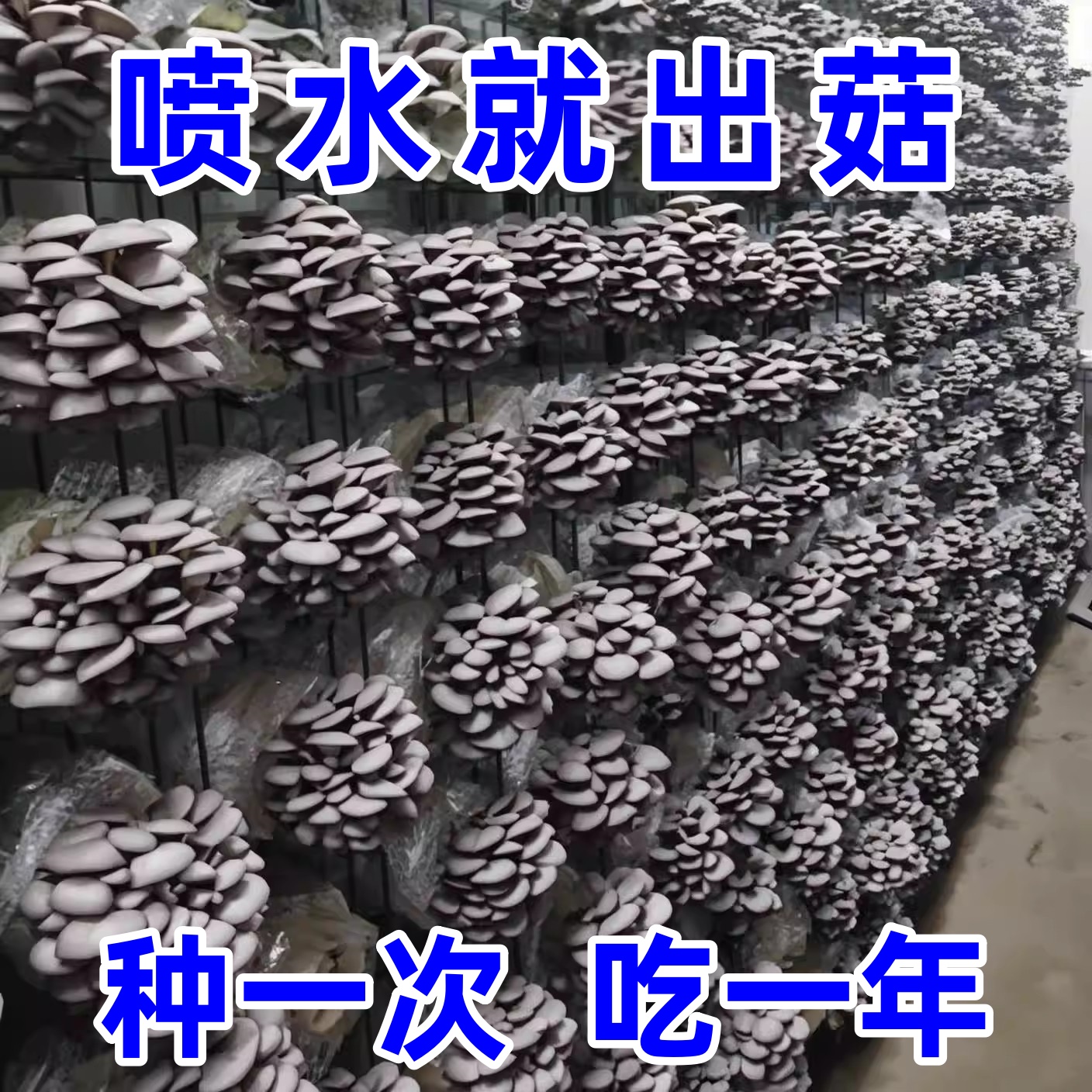 新鲜家庭蘑菇香菇平菇种植菌包懒人种蘑菇儿童菌种礼盒可食用煲汤