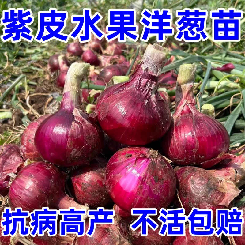 洋葱秧苗山东紫皮洋葱苗水果洋葱苗耐寒易活新鲜栽苗秧子现挖现卖