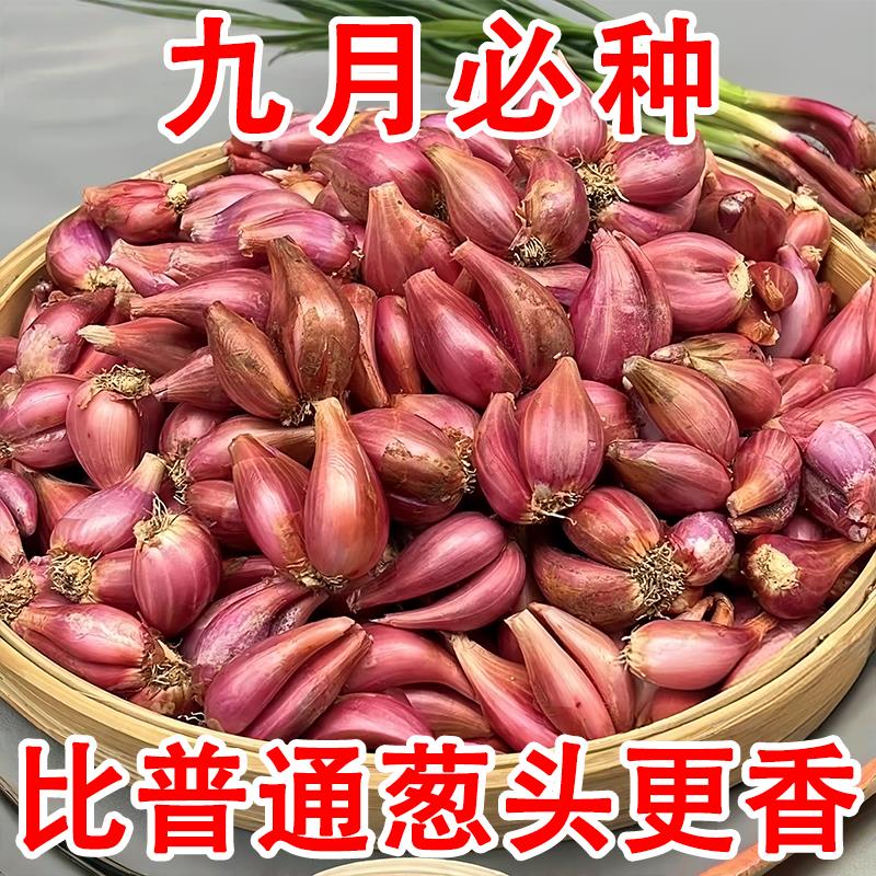红葱头四川小香葱头四季小香葱可吃可种阳台火葱头种黄葱头包邮