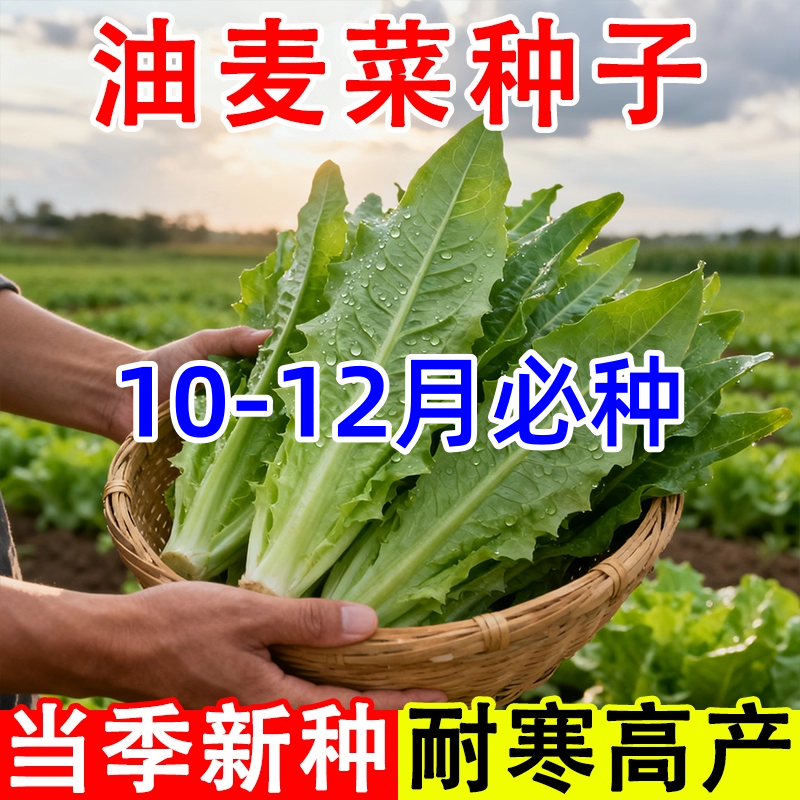 油麦菜籽种米香麦菜种子大全春秋四季阳台种苗孔雀菜蔬菜耐热种孑