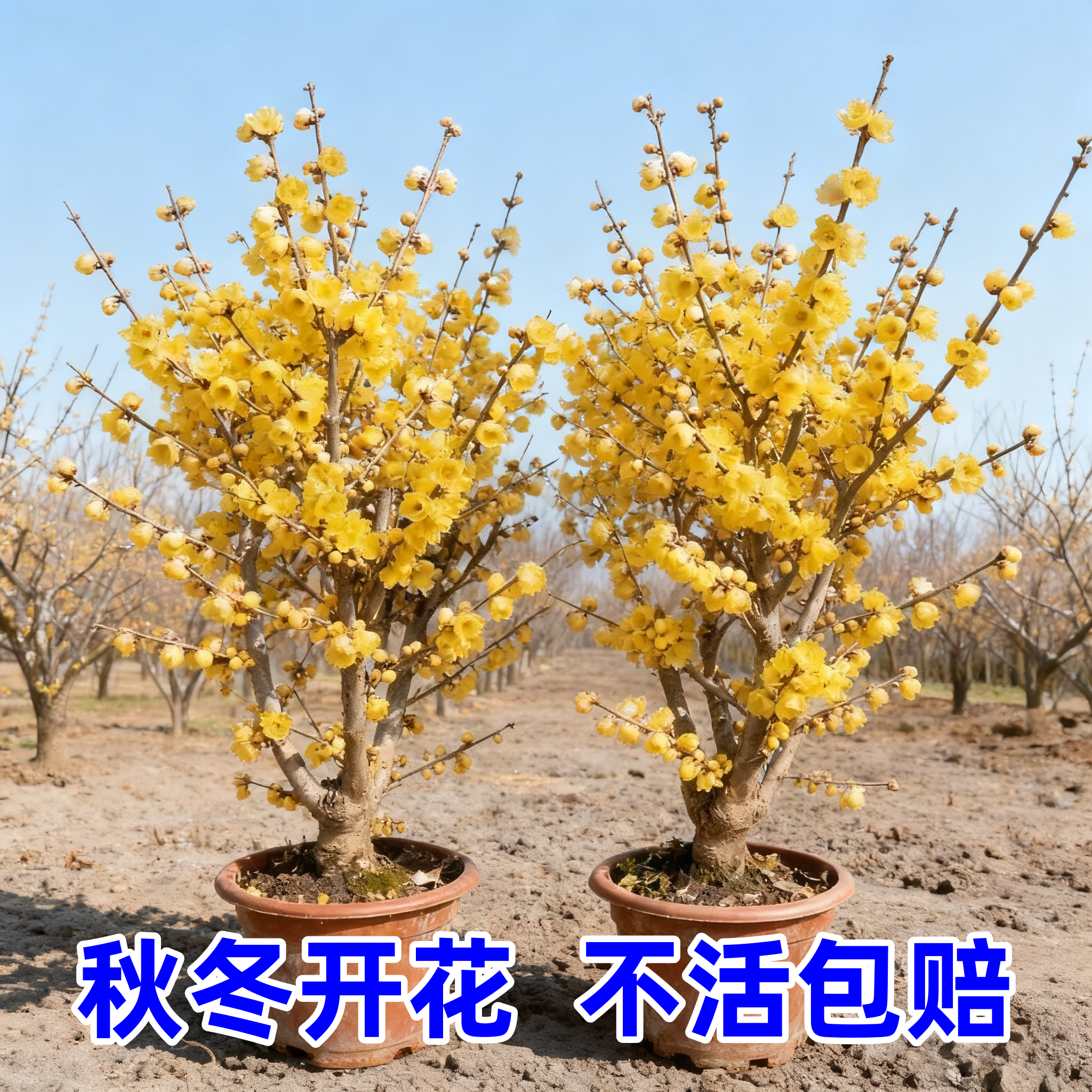 耐寒腊梅花树苗盆栽耐寒室内外庭院浓香冬天梅花盆景红梅老桩易活