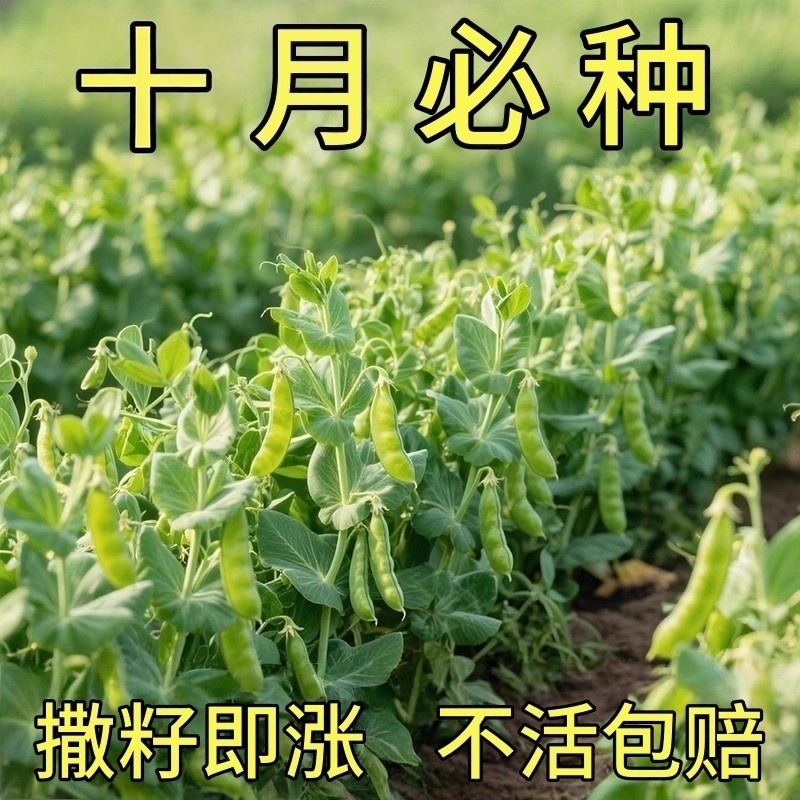 荷兰豆种子清甜脆嫩大肉高产春秋可种植豌豆荚种孑农家庭院蔬菜籽