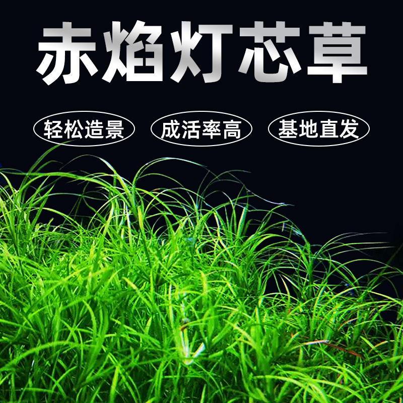 赤焰灯芯风车箦藻活体水草鱼缸造景中后景草红色水草稀有淡水植物