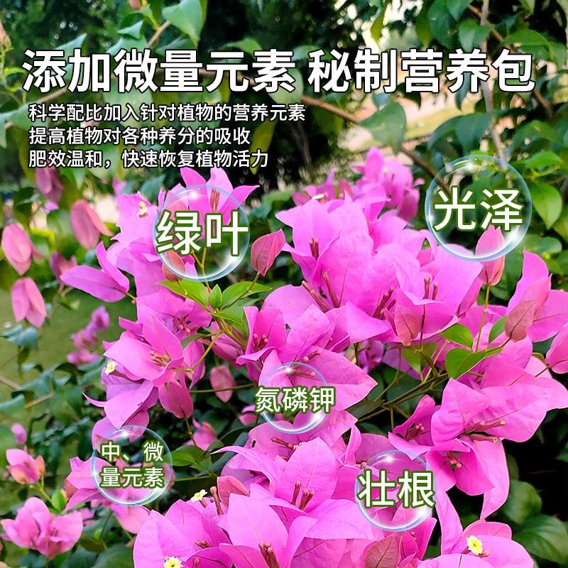 三角梅营养液免稀释肥料家用三角梅种植液体肥室内花卉通用型