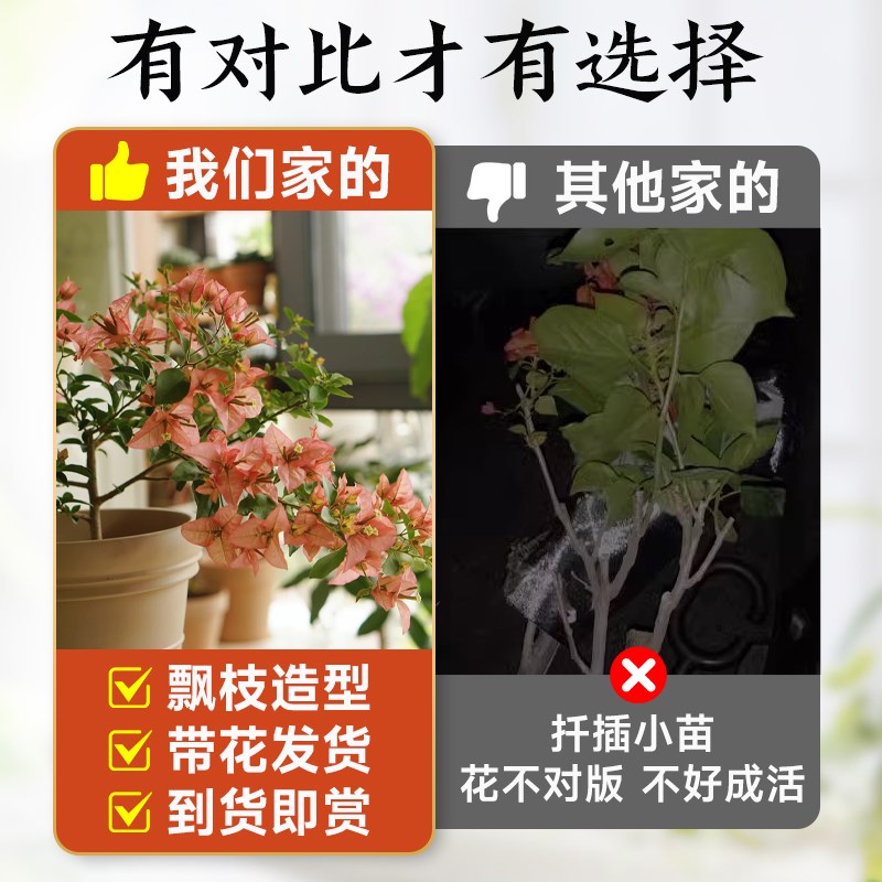 重瓣三角梅四季开花卡亚塔老桩盆栽带花卉绿植物阳台庭院飘枝大苗