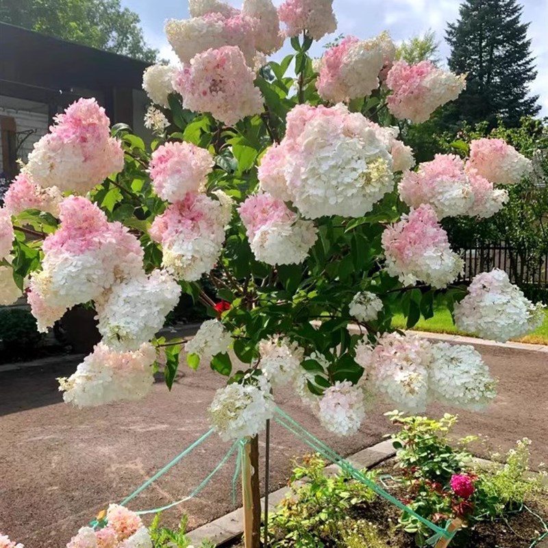 圆锥绣球香香草莓夏日美人绣球木本植物大花庭院露台花卉盆栽花苗